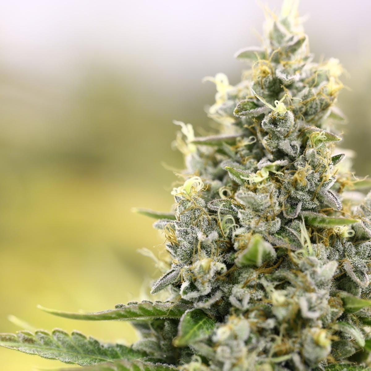 image-20151028-21119-1ljp1df